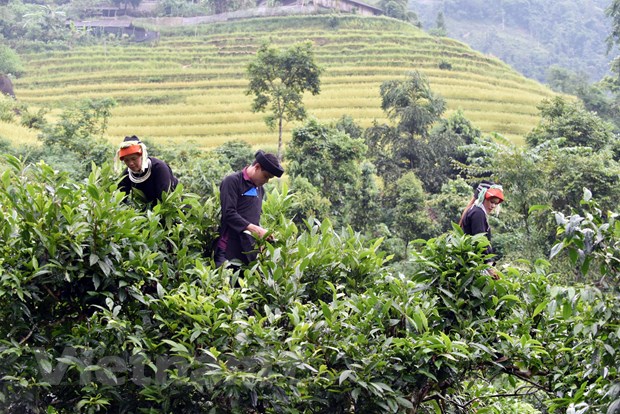 Vườn trà Shan Tuyết cổ thụ trên núi cao