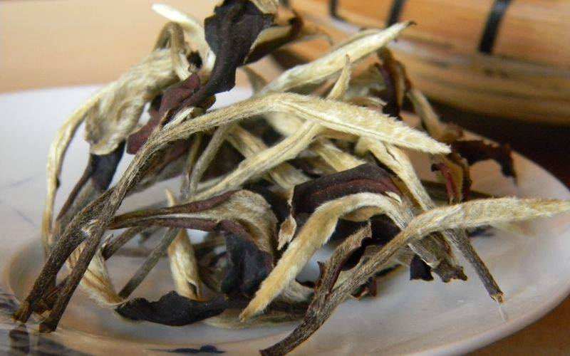 Bạch trà Mẫu Đơn - Nữ hoàng của các loại trà